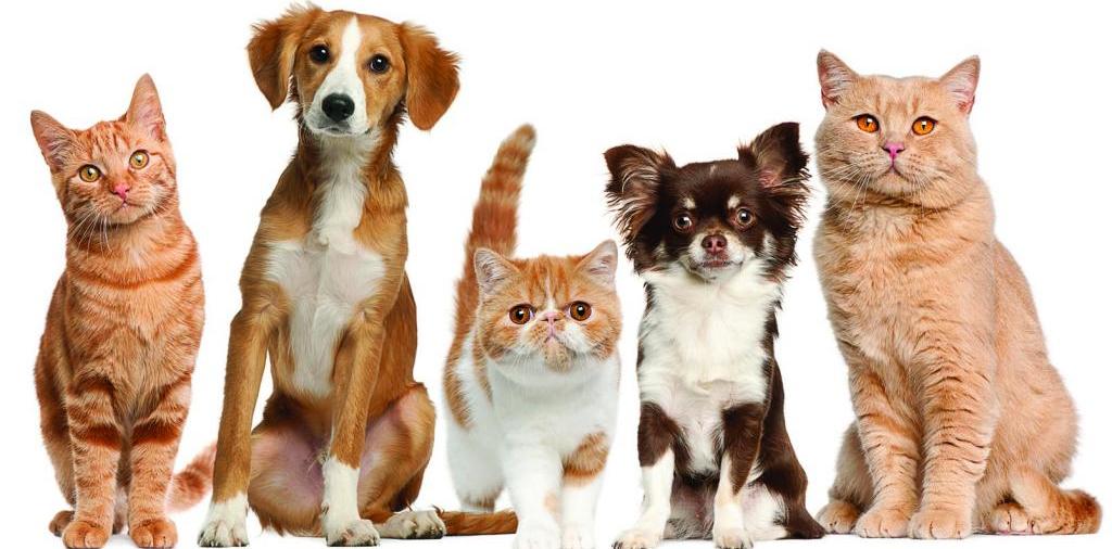 Доска объявлений о животных | ЗооТом - продажа, вязка и услуги для животных в Вытегре