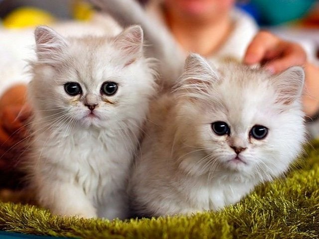 Породы кошек в Вытегре | ЗооТом портал о животных