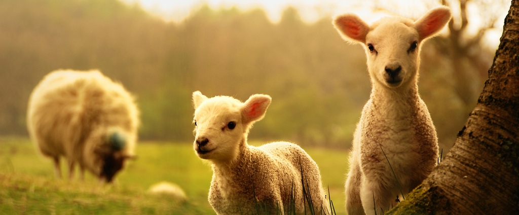 Объявления о сельскохозяйственных животных | ЗооТом - продажа, вязка и услуги для животных в Вытегре