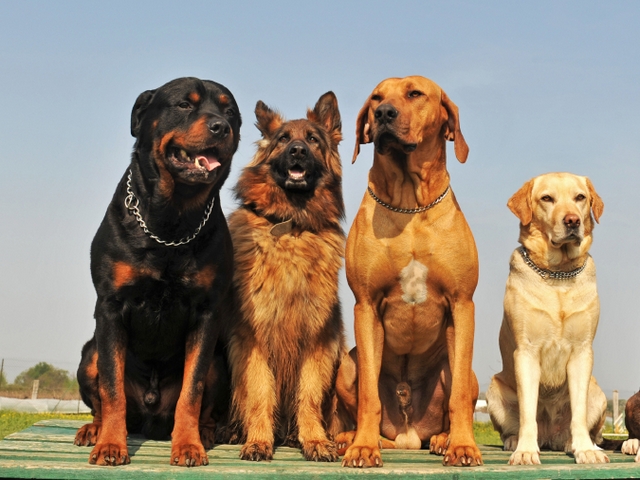Крупные породы собак в Вытегре | ЗооТом портал о животных